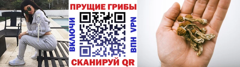 Галлюциногенные грибы GOLDEN TEACHER  наркотики  МЕГА tor  Фатеж 